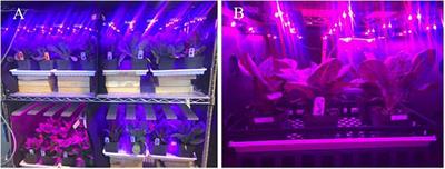 Blue and Far-Red Light Affect Area and Number of Individual Leaves to Influence Vegetative Growth and Pigment Synthesis in Lettuce